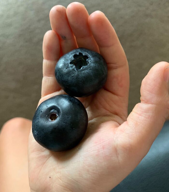 Moras enormes