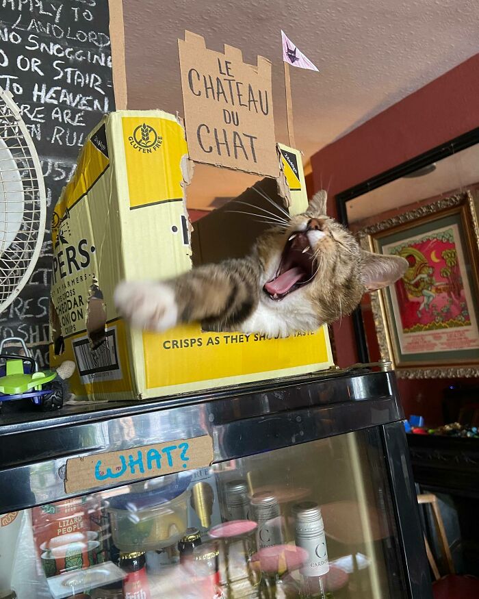 Este hombre abrió un pub y empezó a acoger gatos callejeros: así nació el primer pub de gatos de Bristol