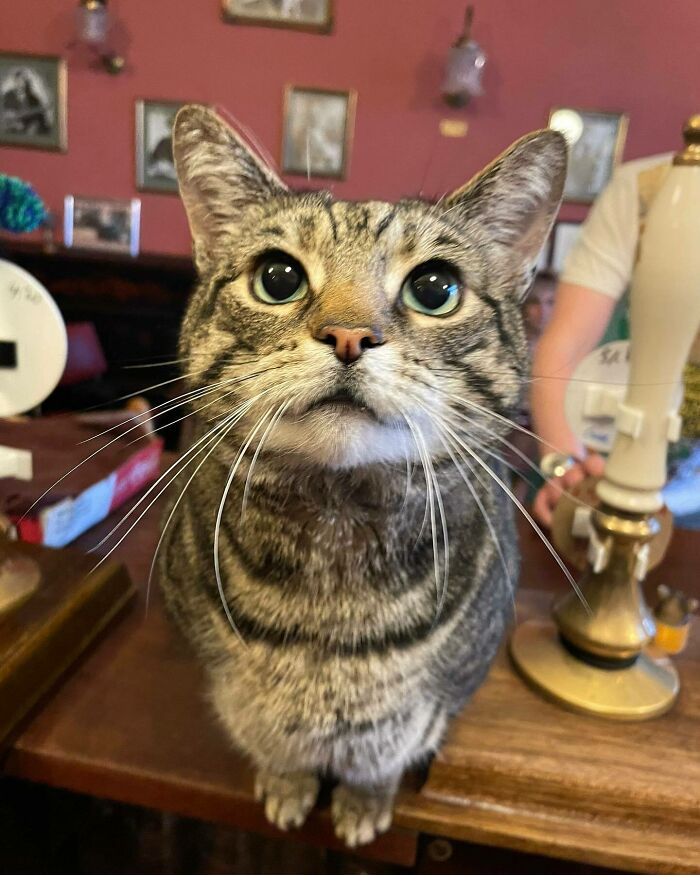 Este hombre abrió un pub y empezó a acoger gatos callejeros: así nació el primer pub de gatos de Bristol