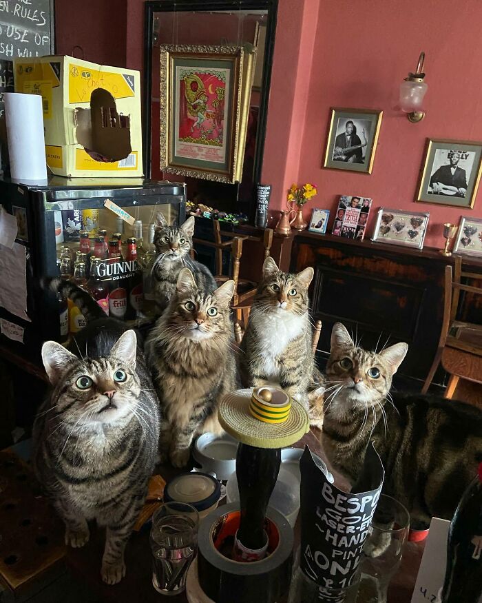 Este hombre abrió un pub y empezó a acoger gatos callejeros: así nació el primer pub de gatos de Bristol