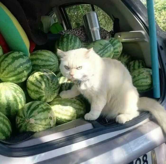 ‘Please Hesitate To Reach Out’: 50 Pics That Are Beyond Bizarre And Ridiculously Confusing