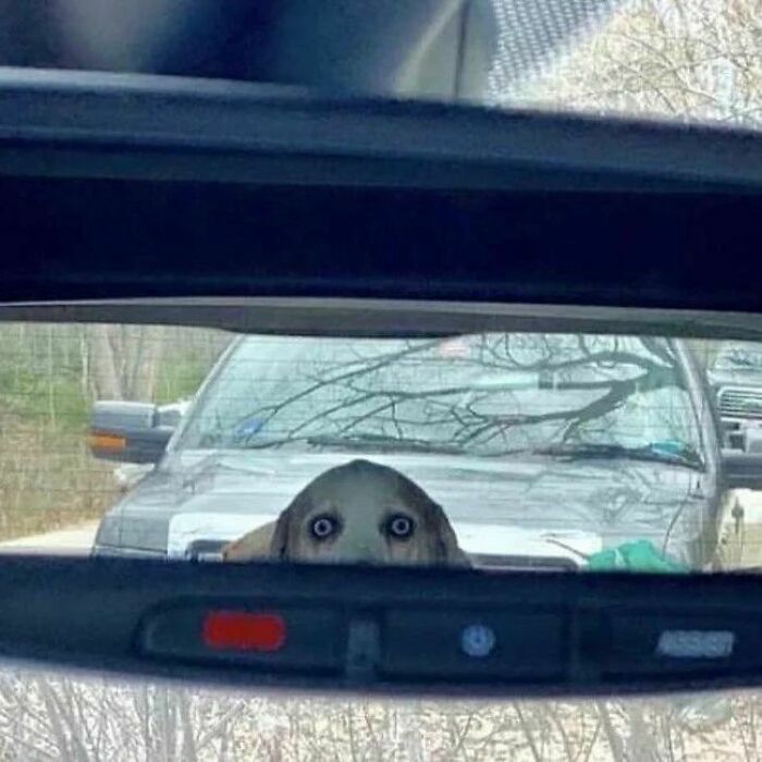 ‘Please Hesitate To Reach Out’: 50 Pics That Are Beyond Bizarre And Ridiculously Confusing