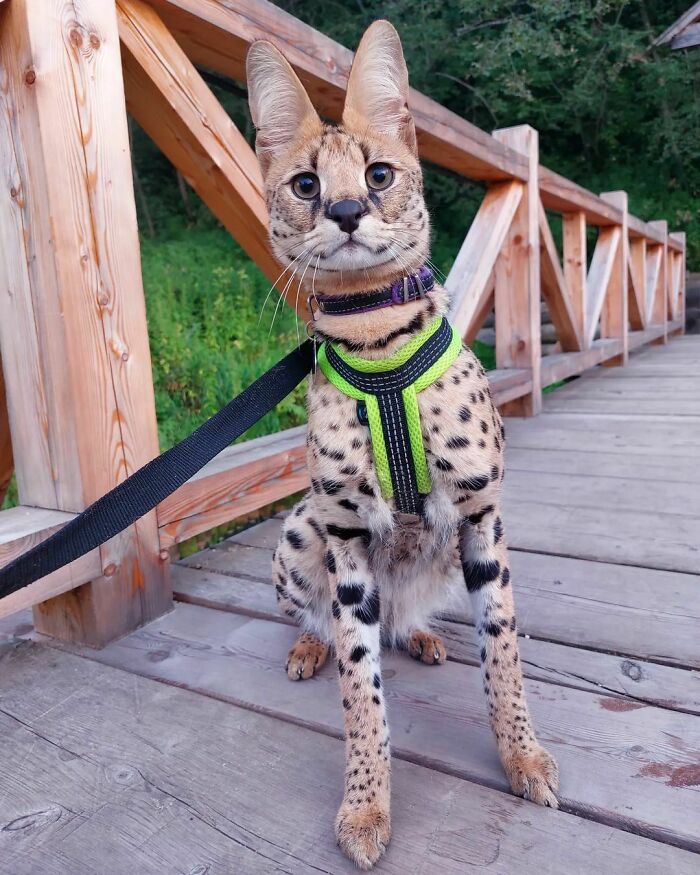 Hola, soy Sirus