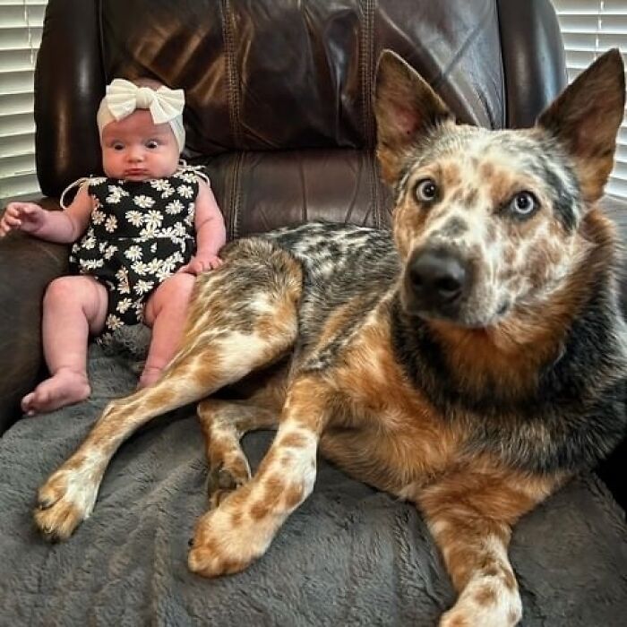 El perro se acababa de tirar un pedo