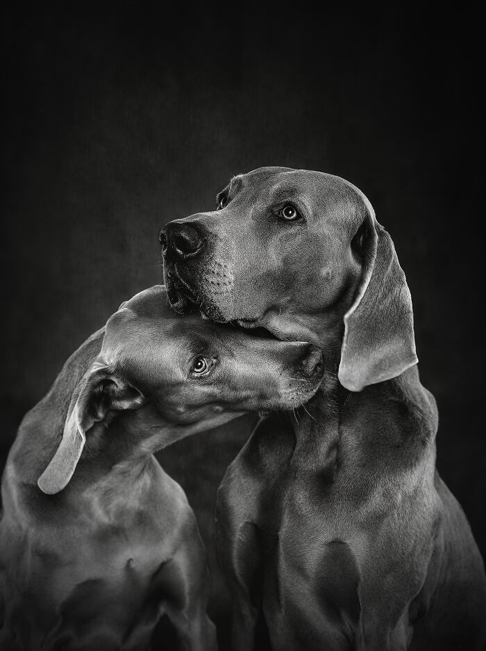 Finalista categoría Estudio: "Amor viejo y gris" por Jessica Olsen Eriksson