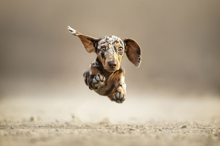 Finalista categoría acción: "Guess volando" por Alessandro Grandoni