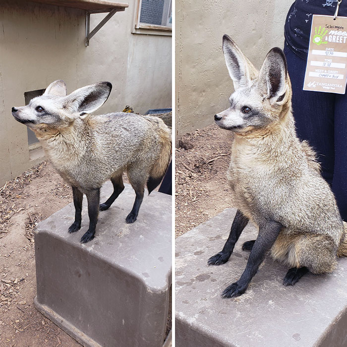 Un zorro con orejas de murciélago que pude conocer y saludar