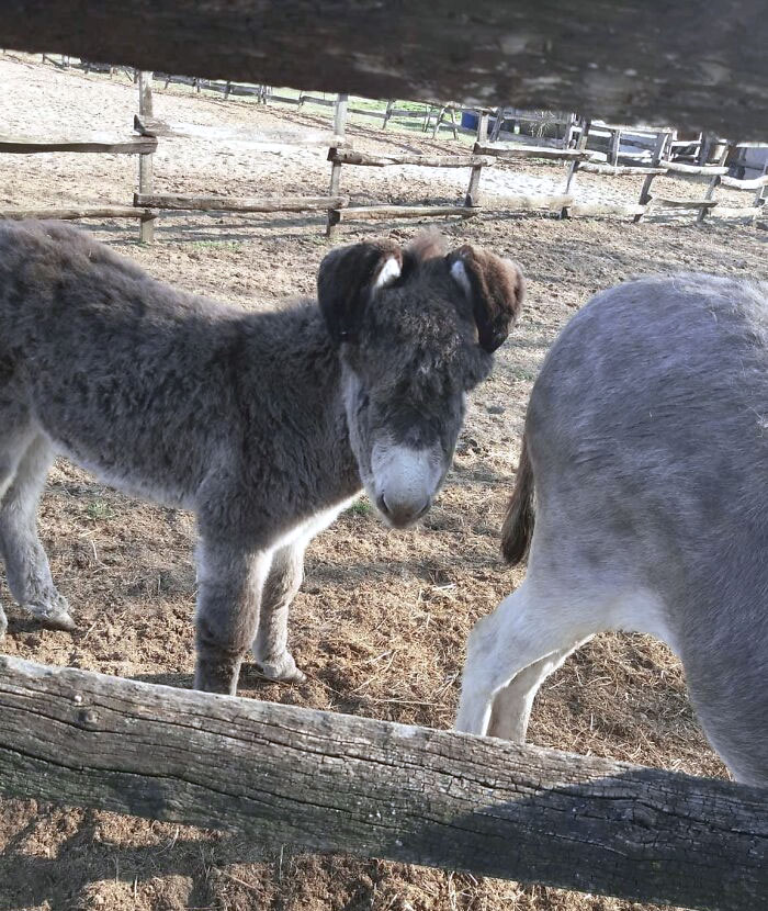 Mi mamá acaba de tomar esta foto de un burro con orejas de conejo. Dijo que este chico era muy tímido, pero uno de los más lindos de todos