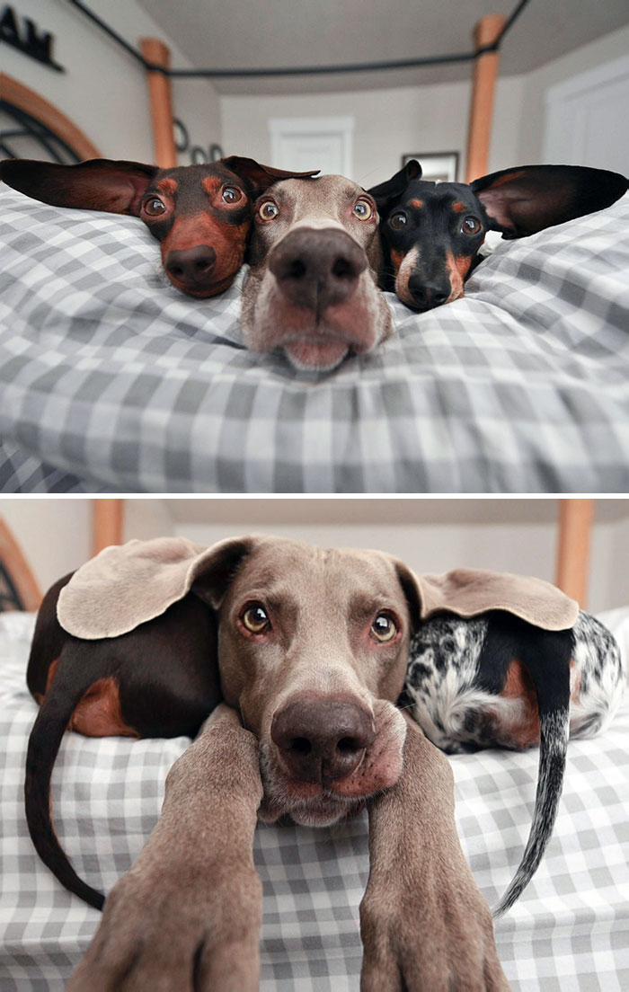 Harlow y sus Subwoofers