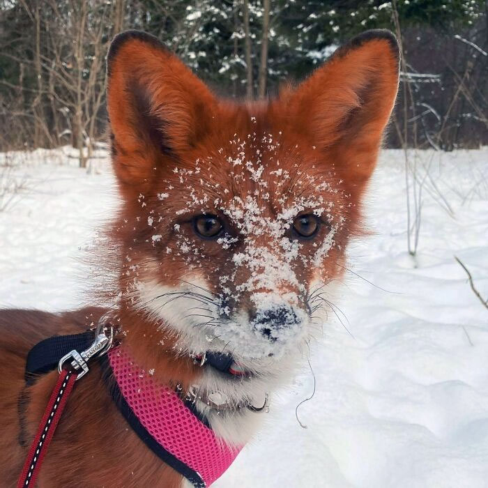 Cara nevada