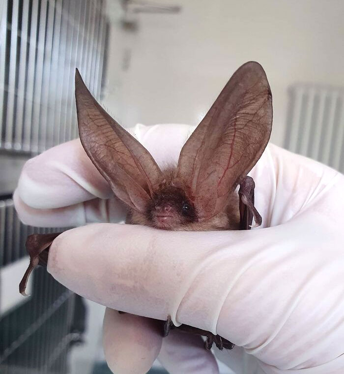 Murciélago de orejas enormes