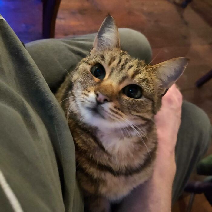 Este hombre abrió un pub y empezó a acoger gatos callejeros: así nació el primer pub de gatos de Bristol