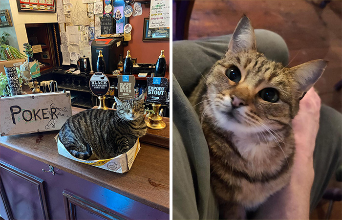 Este hombre abrió un pub y empezó a acoger gatos callejeros: así nació el primer pub de gatos de Bristol
