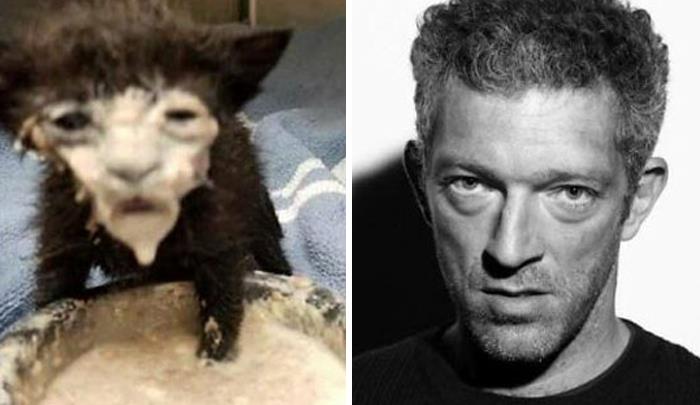 “I’m Going To Hell For This”: 30 Hilariously Unexpected Celebrity Lookalikes Shared On This Thread