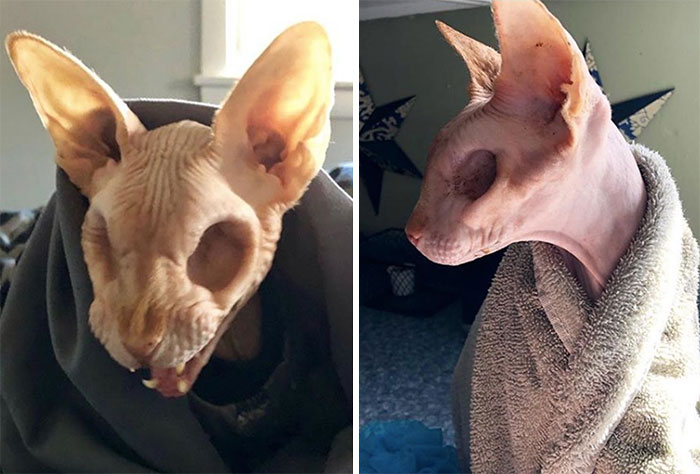 Infirmi, el gato olvidado de dios