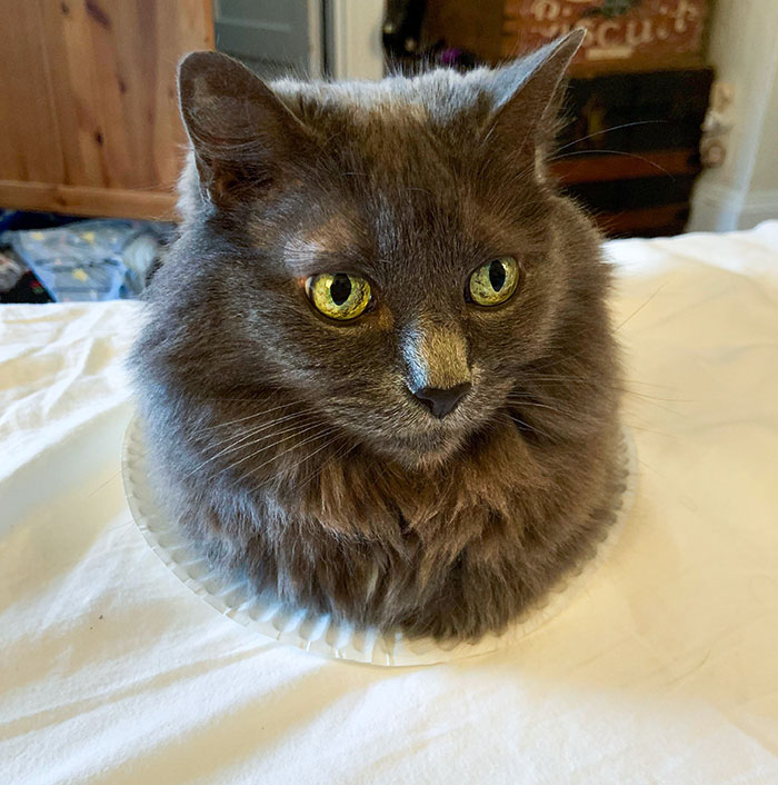 Desde este ángulo mi gato parece una cabeza en una bandeja