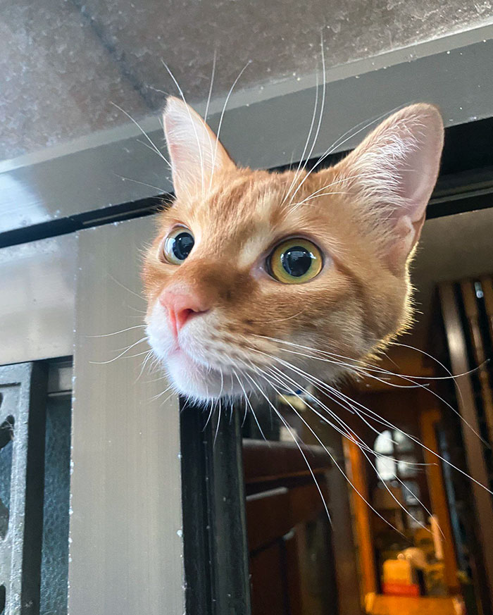Gato sin cuerpo