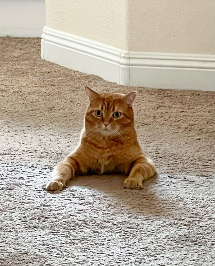 Pobre gato