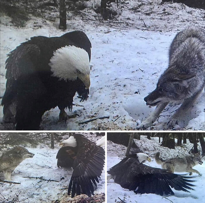 Águila calva VS lobo gris