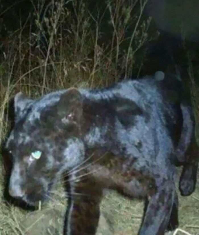 Pantera negra captada en Georgia