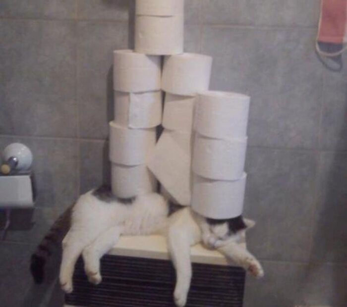 50 ‘Things In Places They Shouldn't Be’ To Make Your Day Better (New Pics)