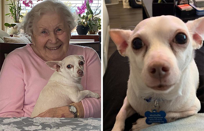 «Gucci trajo alegría a la casa»: Una mujer de 100 años adopta a un perro de 11 años que nadie quería