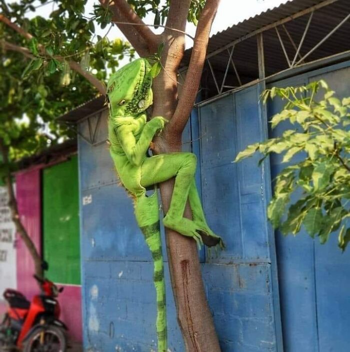 50 Weird Images That Need No Context Whatsoever To Be Hilarious, As Seen On This FB Page