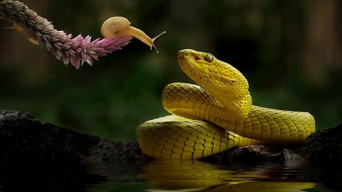 This Photographer Takes Beautiful Close-Up Images Of Cold-Blooded Animals Minding Their Business (30 New Pics)