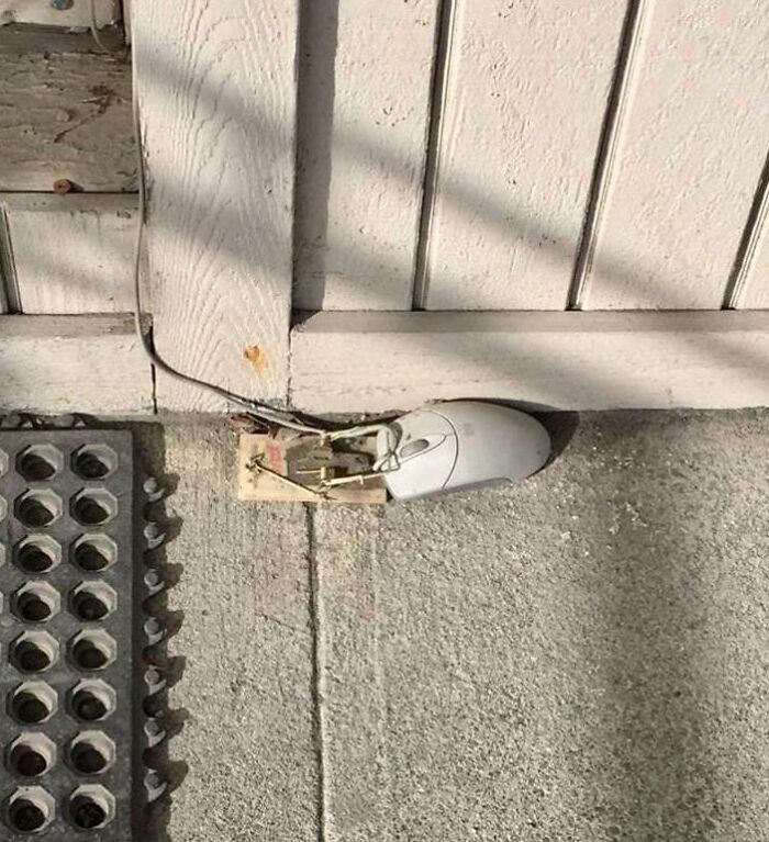 50 ‘Things In Places They Shouldn't Be’ To Make Your Day Better (New Pics)