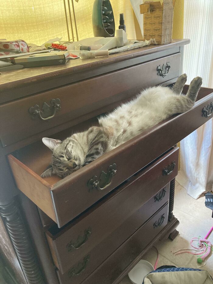 Se ha dormido en un cajón, otra vez