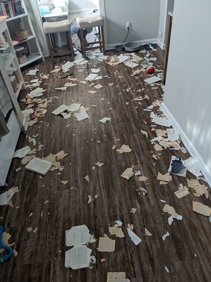 Mis perros raramente se portan mal, pero hoy decidieron comerse unos libros por valor de 500$ mientras estaba en el trabajo