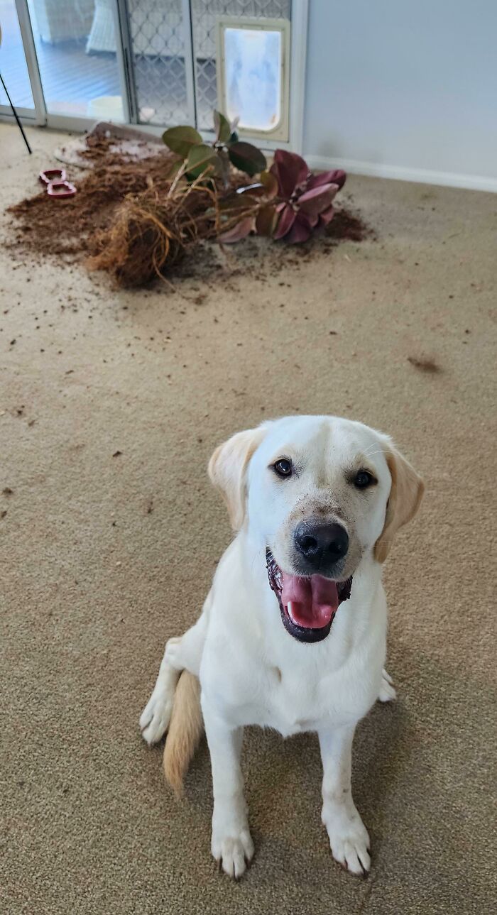 ¿Te preguntas si una planta grande en una maceta cabe por una puerta para perros?