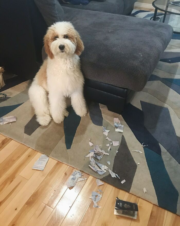Mi perro ha destrozado mi pasaporte unos días antes de viajar al extranjero