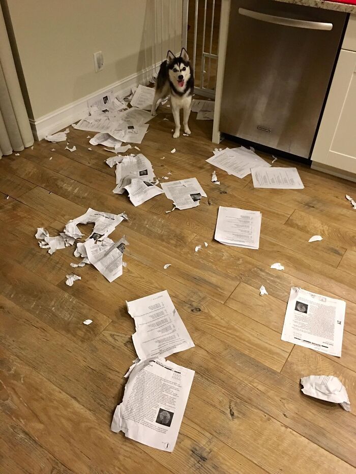 Lo siento, clase, mi perro se ha comido los deberes de todos vosotros