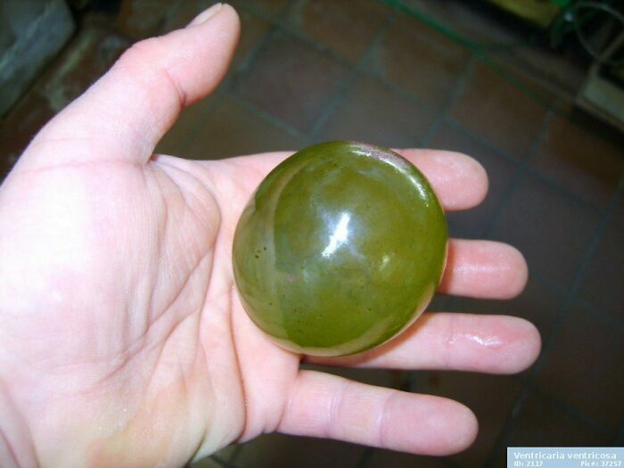 La Valonia Ventricosa, también conocida como alga burbuja u ojo de marinero, es una especie de alga que se encuentra en regiones tropicales de los océanos de todo el mundo. Es el organismo unicelular más grande. Así es. Lo que estás viendo aquí es una sola célula...