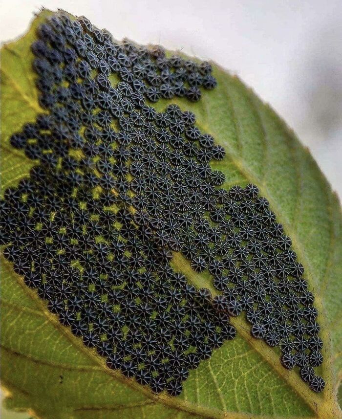 Huevos de mariposa de la especie Nymphalis Antiopa