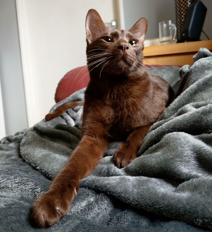 Mi gato Bodhi, de los pocos gatos completamente marrones