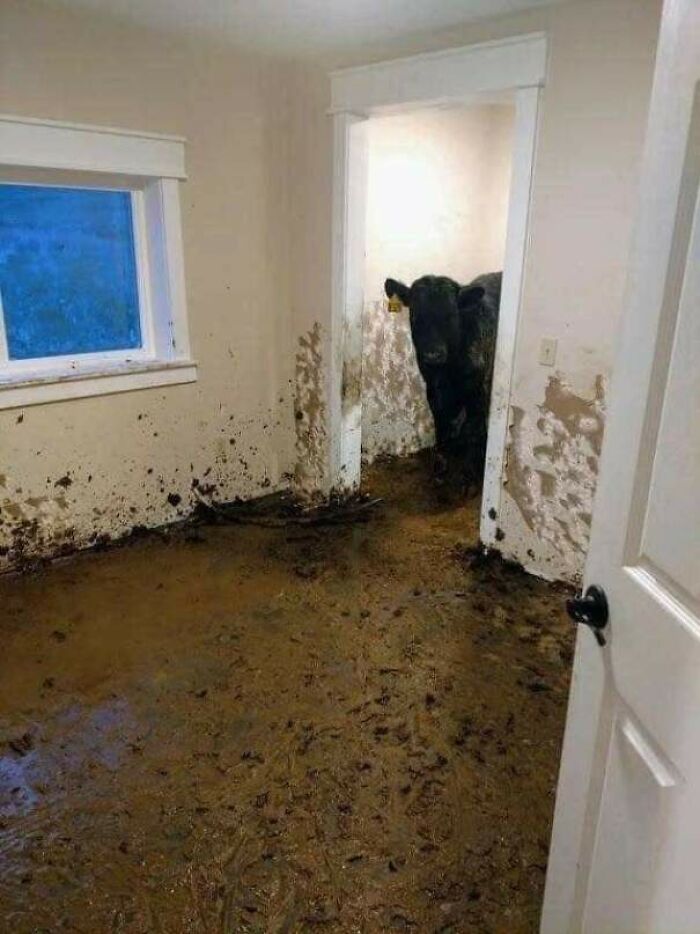 Unas vacas se colaron en una casa recién construida y vivieron dentro durante un mes hasta que las encontraron