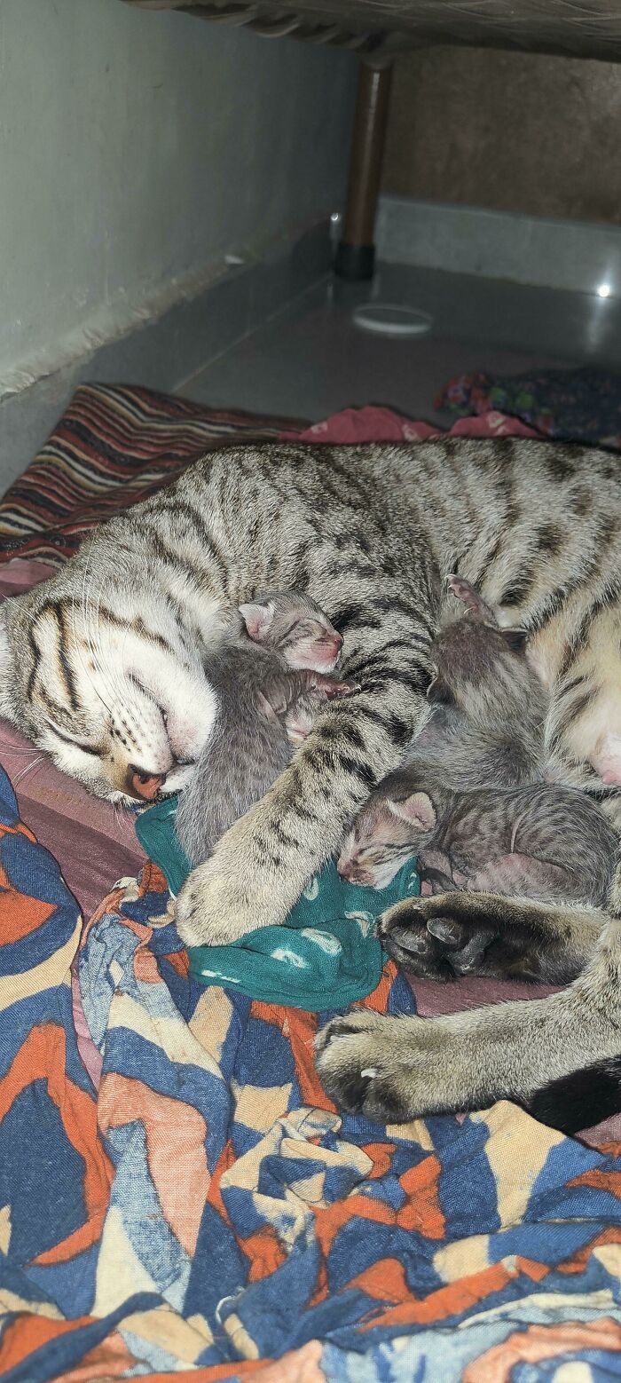 Hoy he adoptado a una gata callejera y a sus gatitos de un día