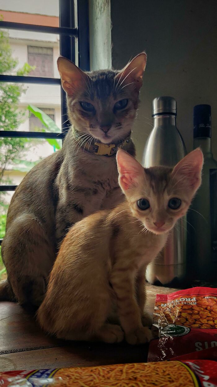 Adopté a esta mamá gata y a su cachorro