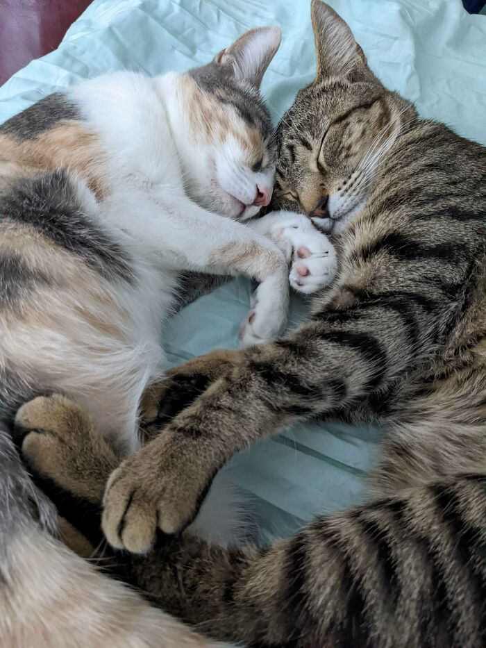 Hermano y hermana adoptados juntos que se abrazan sin parar