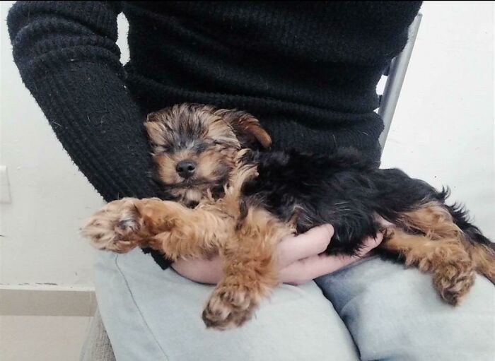 Mi padre acaba de adoptar a este bebé