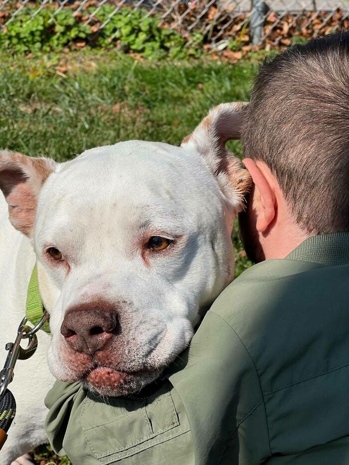 Abrazo accidental mientras cepillaba a un Pitbull de 15 años recién adoptado
