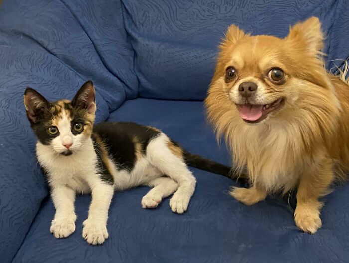 Adopción oficial de mi gatita callejera, Jpeg, ¡mirad la cara de felicidad de su hermano!