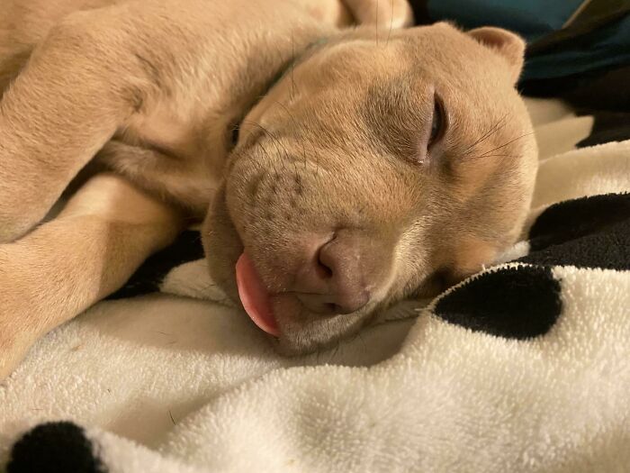 Mi cachorro recién adoptado es un tontorrón dormilón