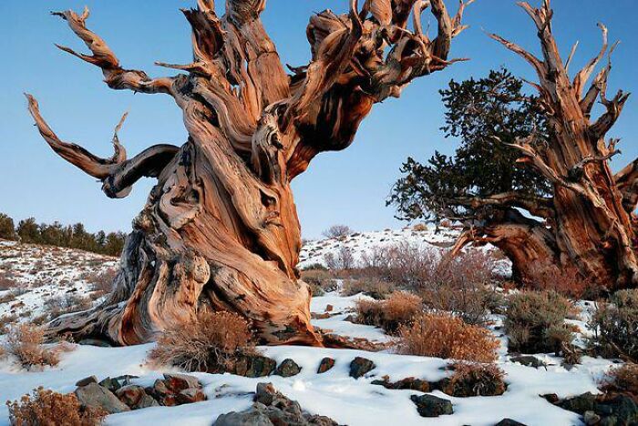 El ser vivo más anciano de la Tierra. Methuselah, un pino longevo de 4,853 años