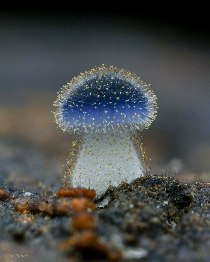 Seta diminuta (Mycena Subcyanocephala)