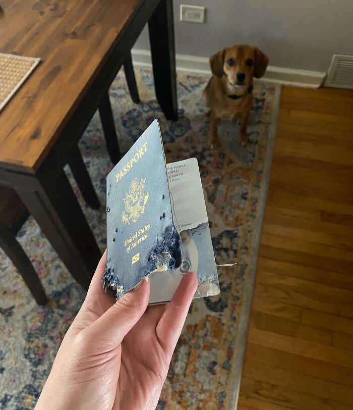 Se ha comido mi pasaporte