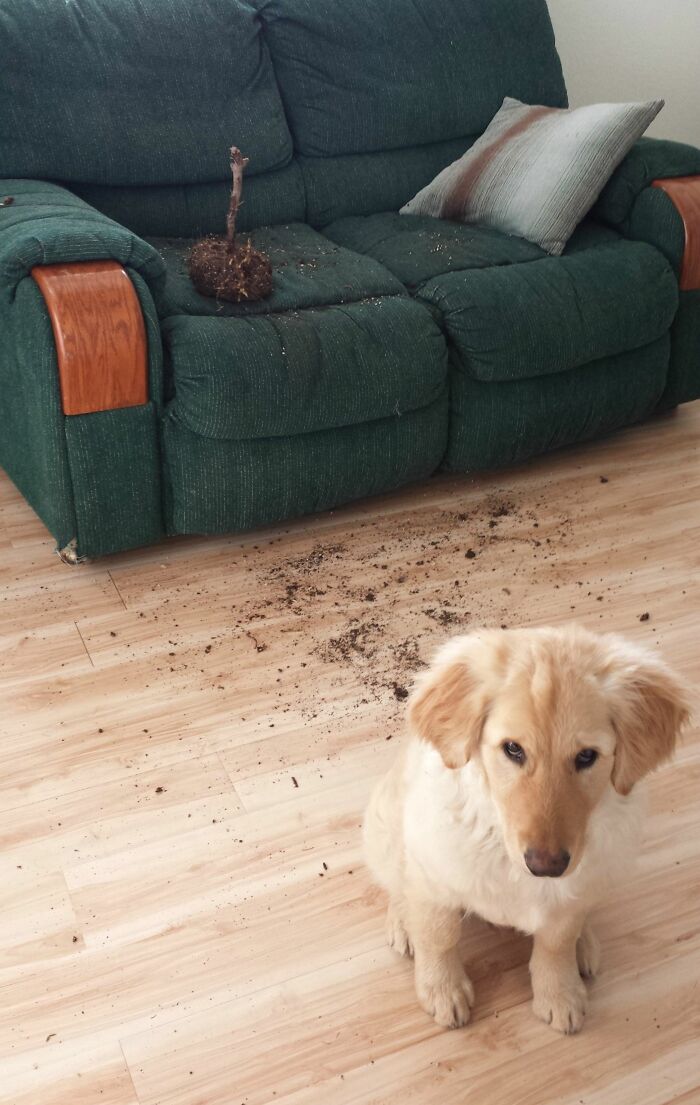 El regalo de San Valentín que me ha traido mi perro