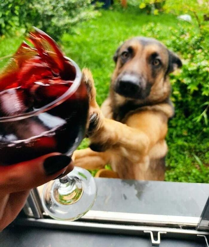 Mi novia intentaba hacer una foto de su copa de vino, entonces el perro apareció por sorpresa en la ventana e hizo esto